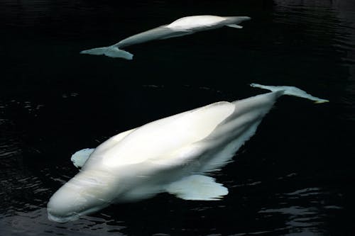 White Beluga Whales Swimming in Black Water