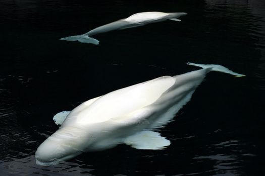 Beluga whale snorkel (July–Aug) — Churchill