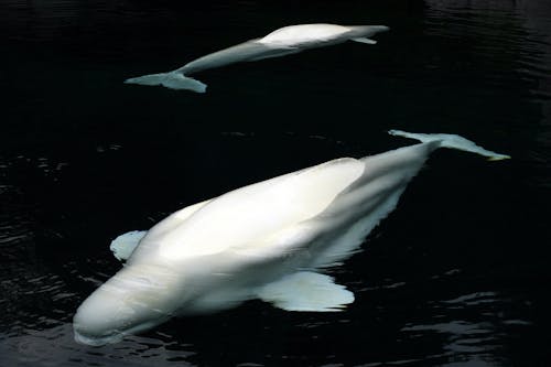 Beluga HD Wallpapers and Backgrounds