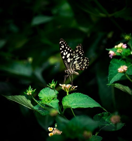 Free A lime butterfly pollinating a flower in Visakhapatnam, India, showcasing vibrant wildlife. Stock Photo