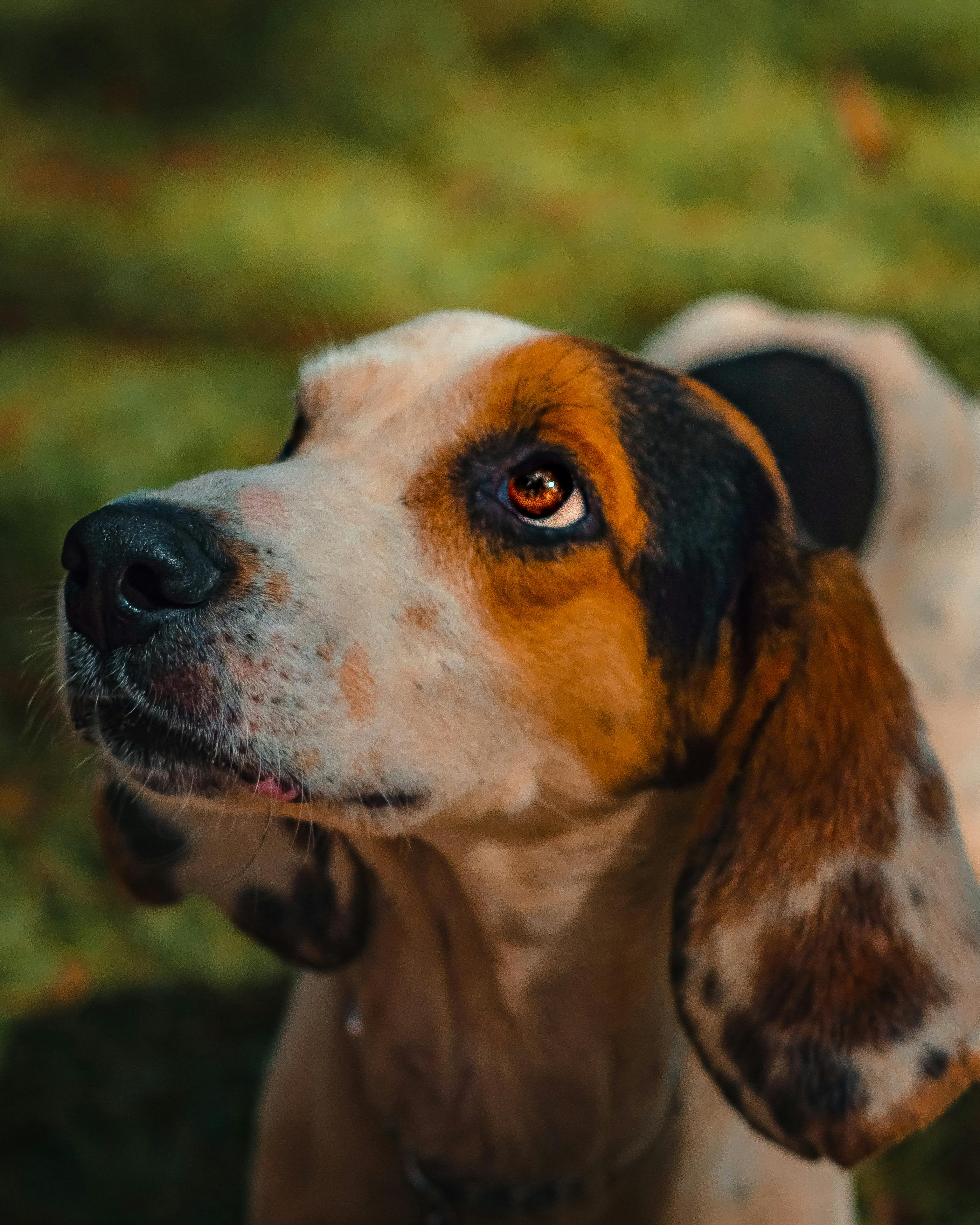 Coonhound de Walker tricolore image