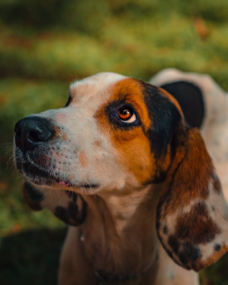 Treeing Walker Coonhound