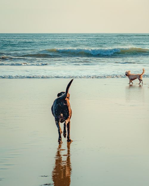 Free Two dogs joyfully run on a calm beach in Panamá, capturing a serene seaside moment. Stock Photo