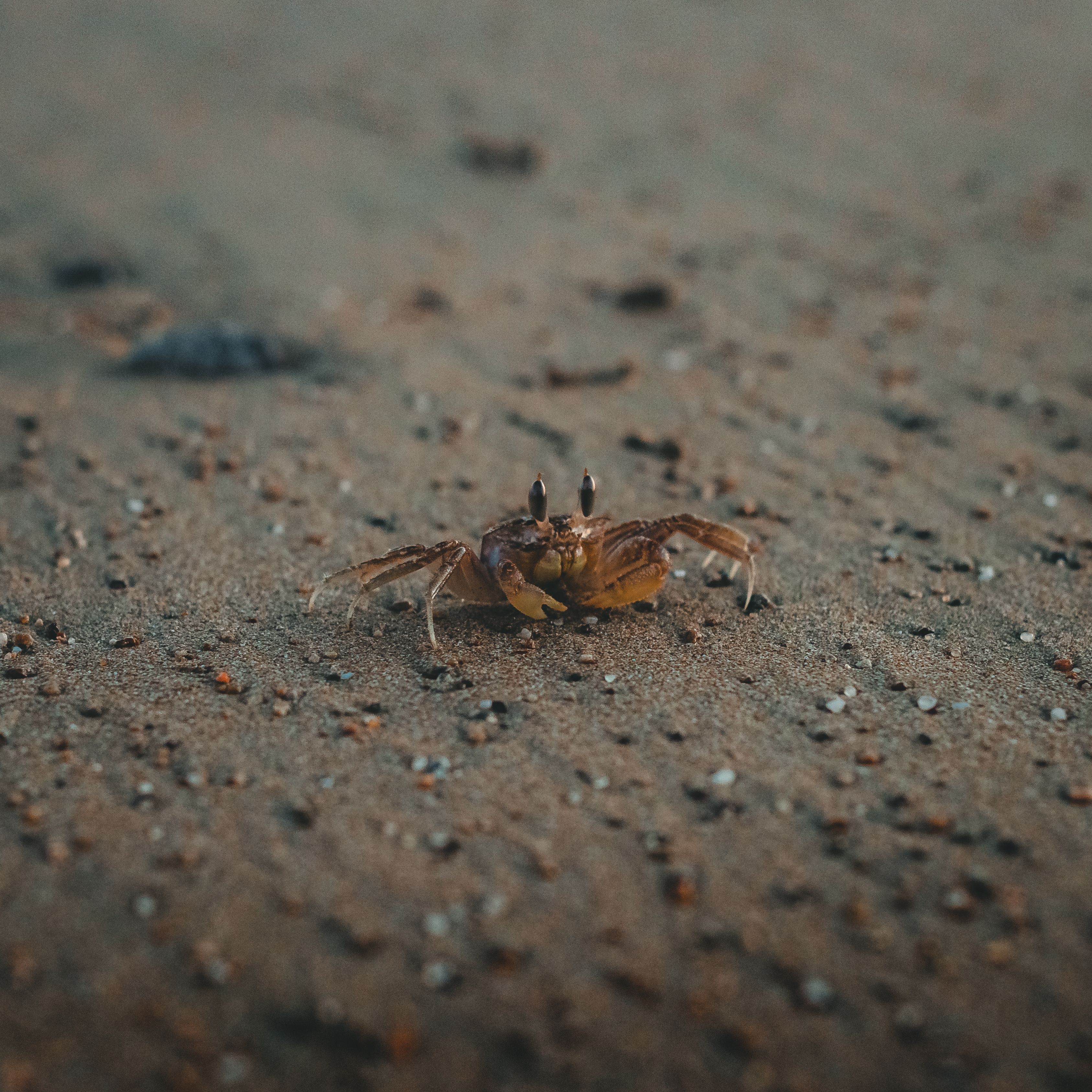 Tufted Ghost Crab on Sand