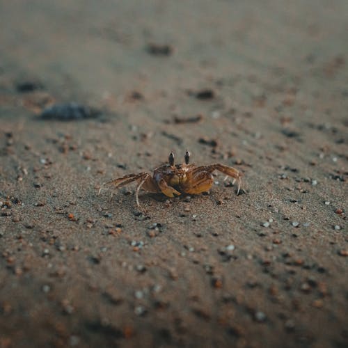 Tufted Ghost Crab on Sand
