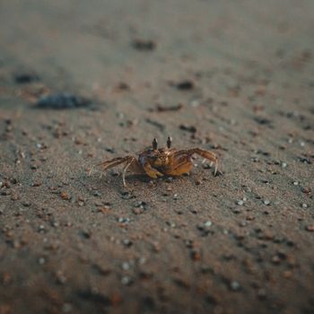 Crab