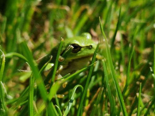 Free frog Stock Photo