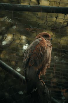 Close-up of hawk perched inside a cage, showcasing its majestic feathers. Captivating predator portrait.