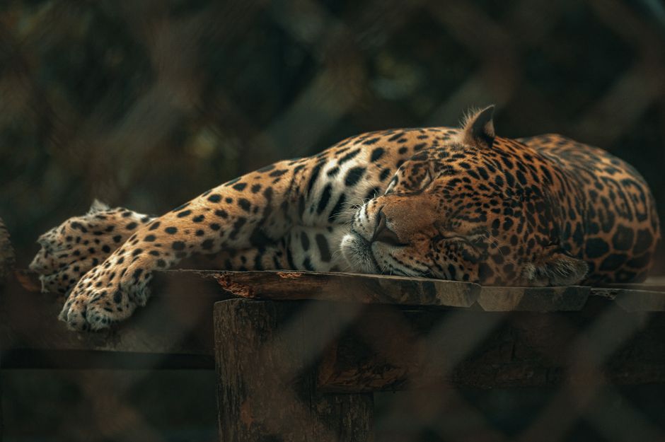 A close-up of a sleeping jaguar on a wooden platform, captured in a zoo setting.