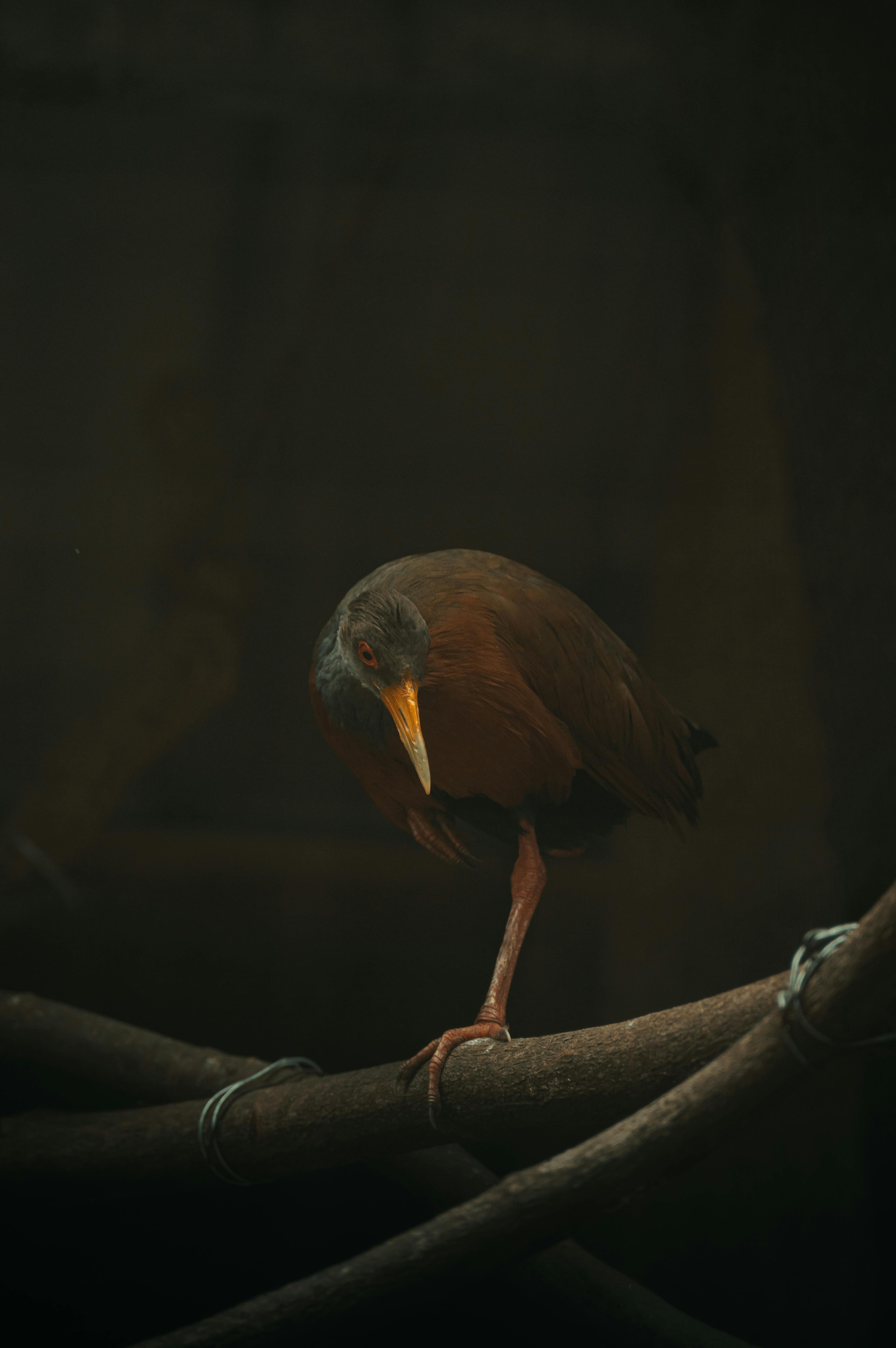 A solitary bird perched on a branch in a dark, moody setting, captured in close-up.