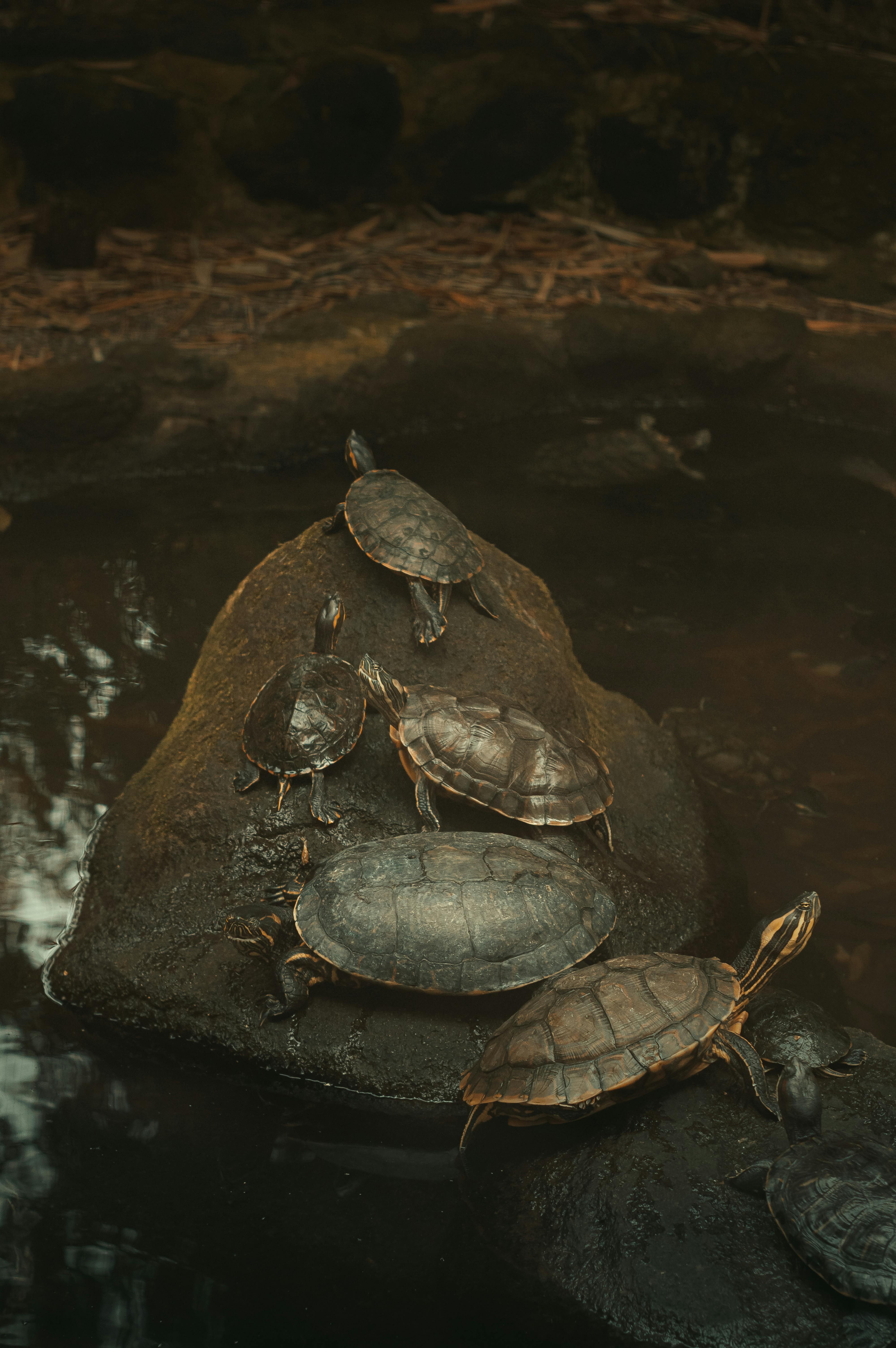A serene scene of turtles resting on a rock in a calm water setting, capturing the essence of wildlife in nature.