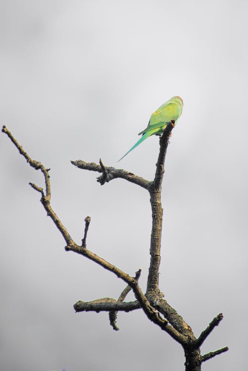 Parrot in a branch