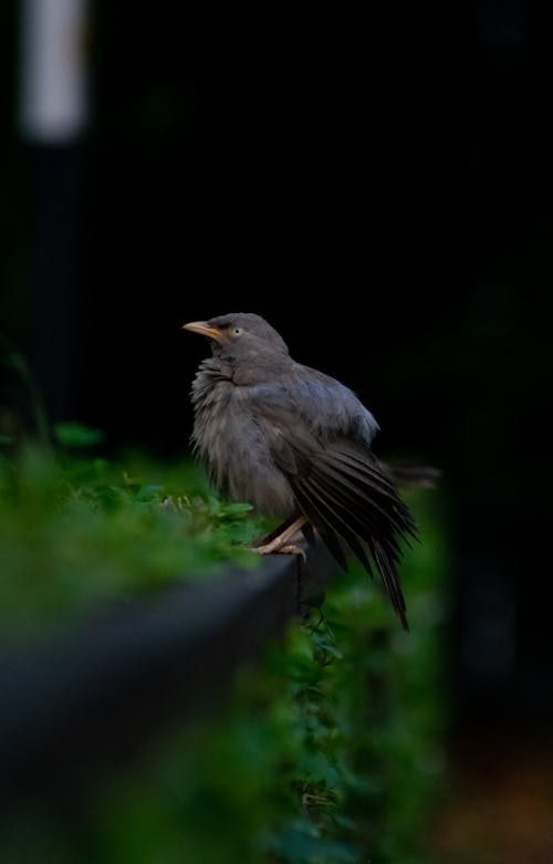 Free stock photo of jungle babbler