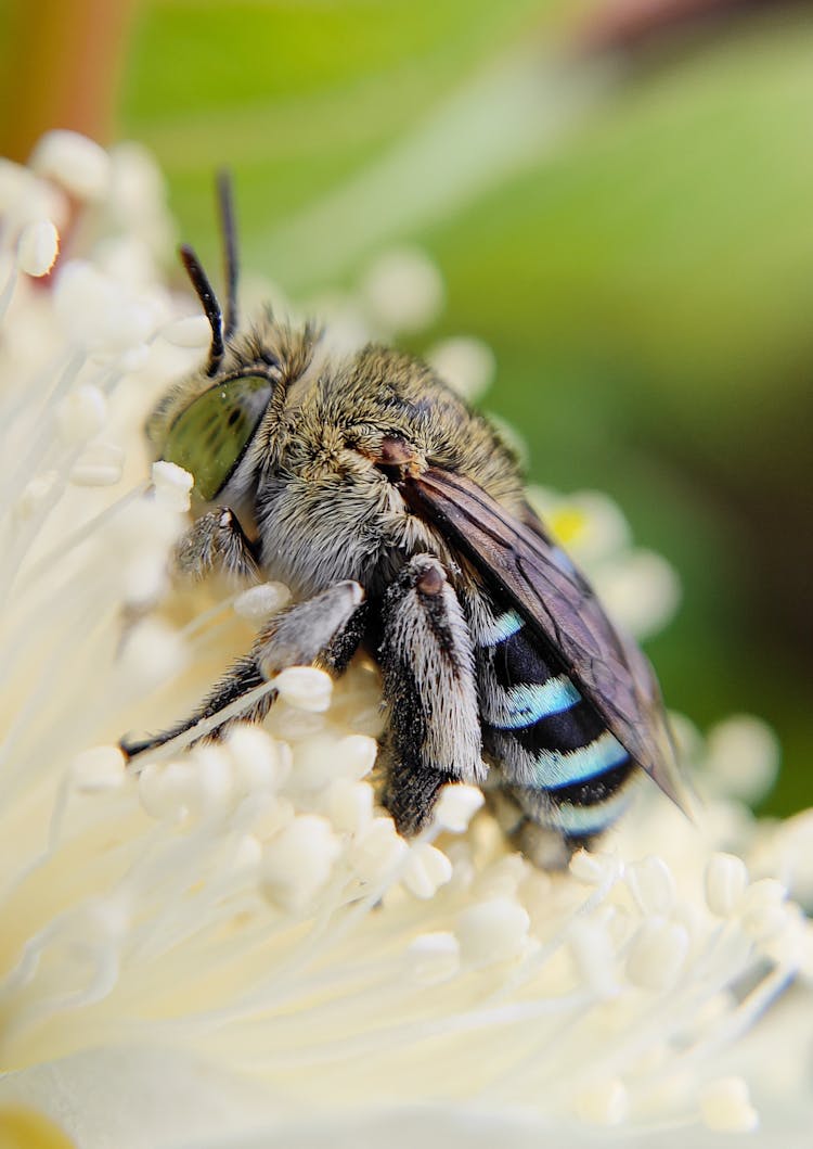 Bee On White Flower In Close-up View