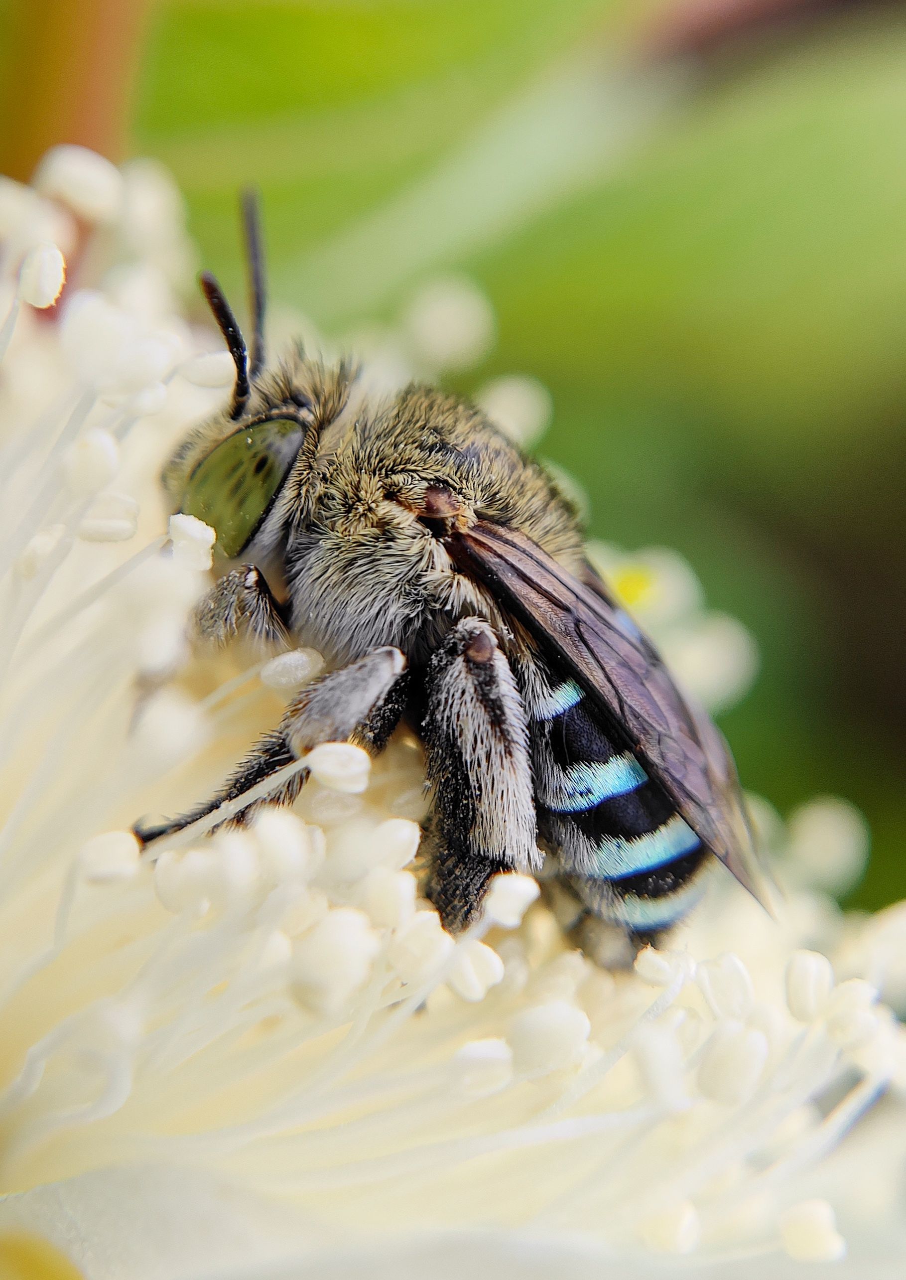 Pollination Hd Pollination Photos, Download The BEST Free Pollination Stock Photos ...