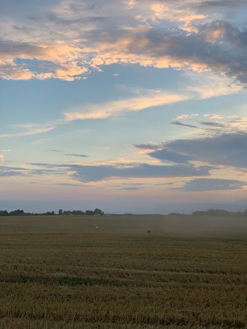 Foto d'estoc gratuïta de camp, capvespre, planes