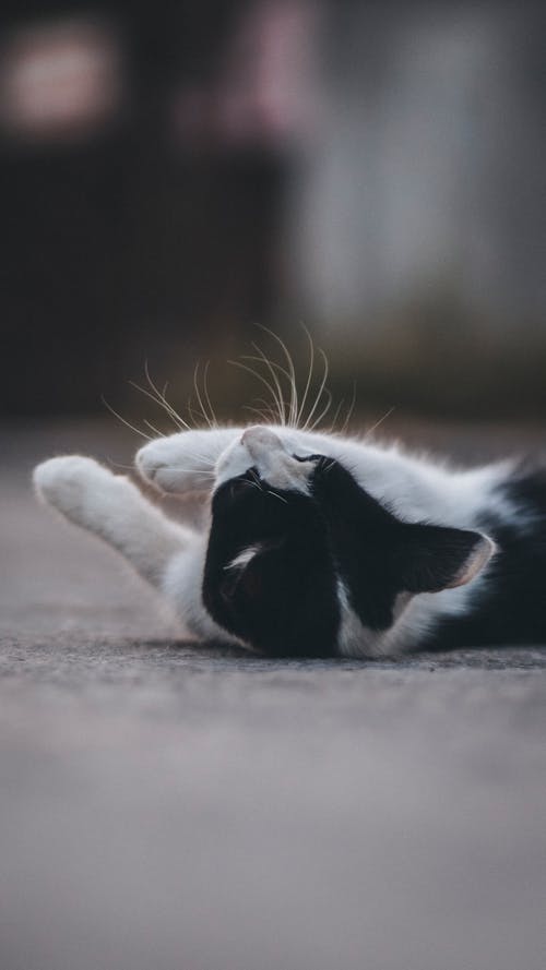 Cat Lying Down on Pavement