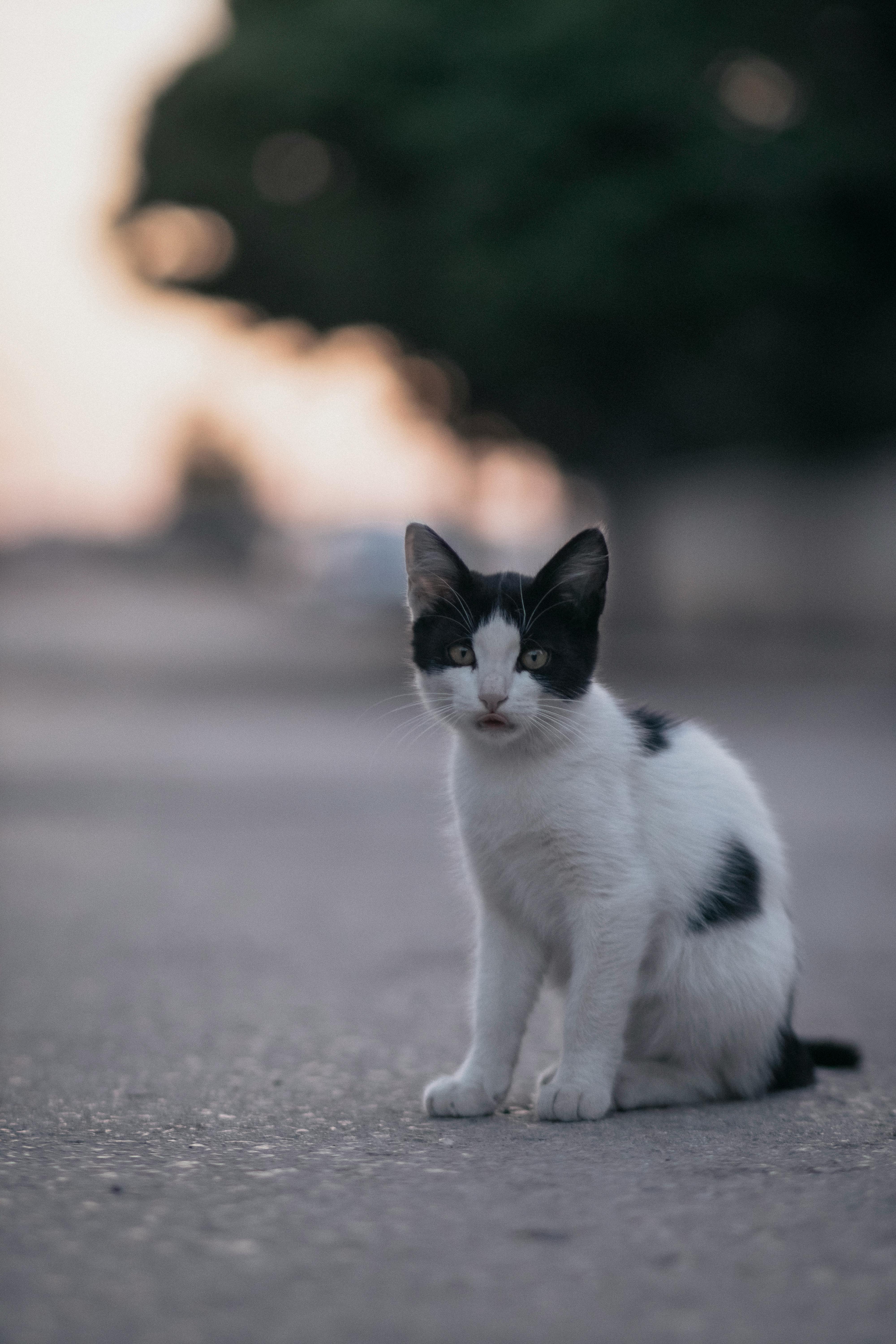 cat sitting on pavement