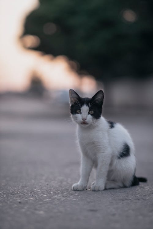 Darmowe zdjęcie z galerii z bruk, fotografia zwierzęcia, kot