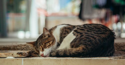 Free Peaceful tabby cat sleeping soundly on a sunlit terrace in Istanbul. Stock Photo