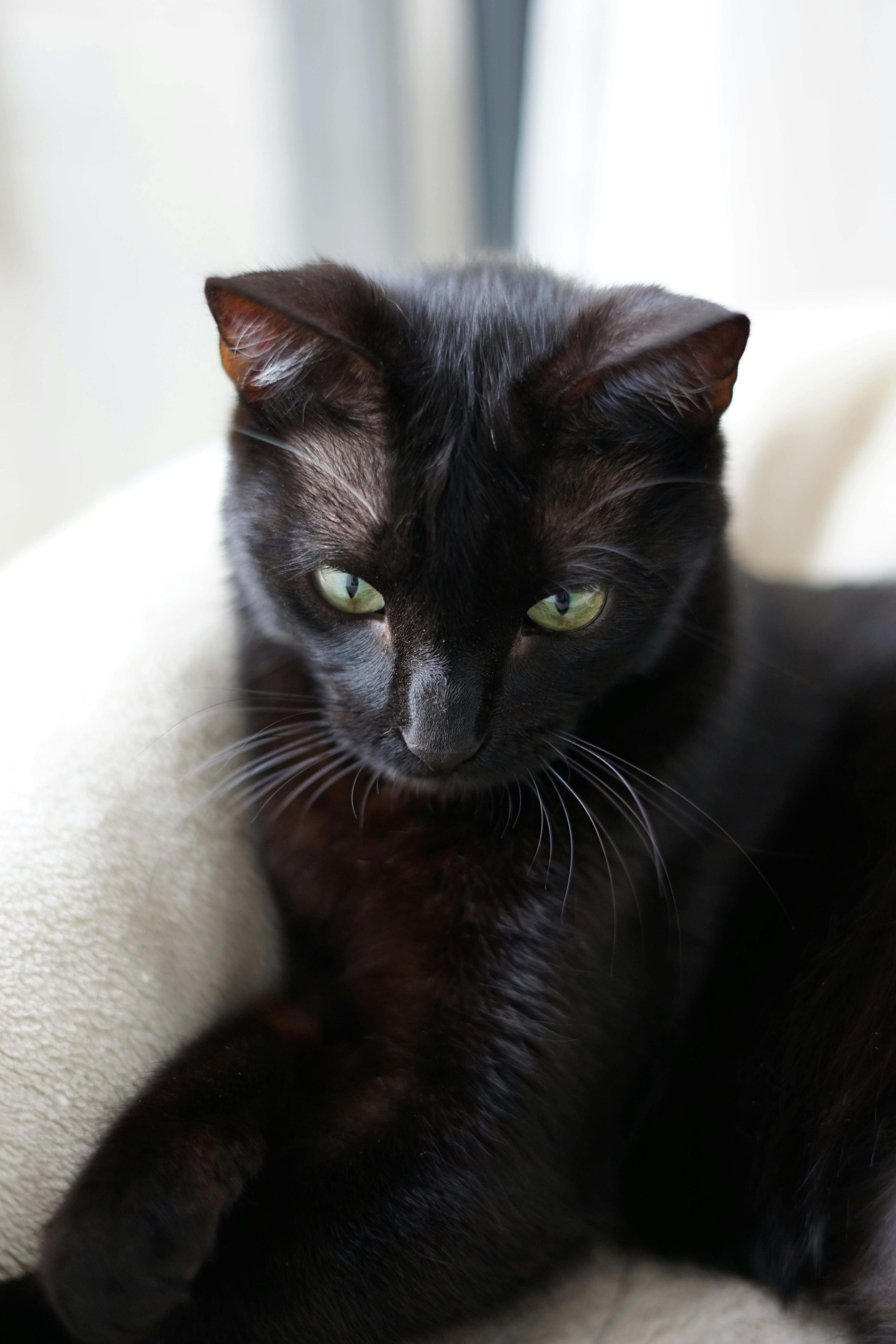 Close up of Black Cat · Free Stock Photo, image size:4000x6000