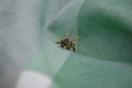 Bee on Fabric