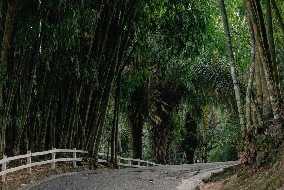 Bambuseria