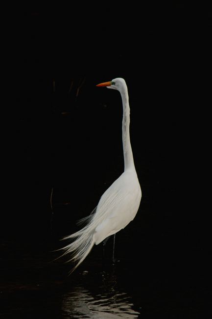 A striking great egret stands gracefully in dark water, showcasing its elegance.