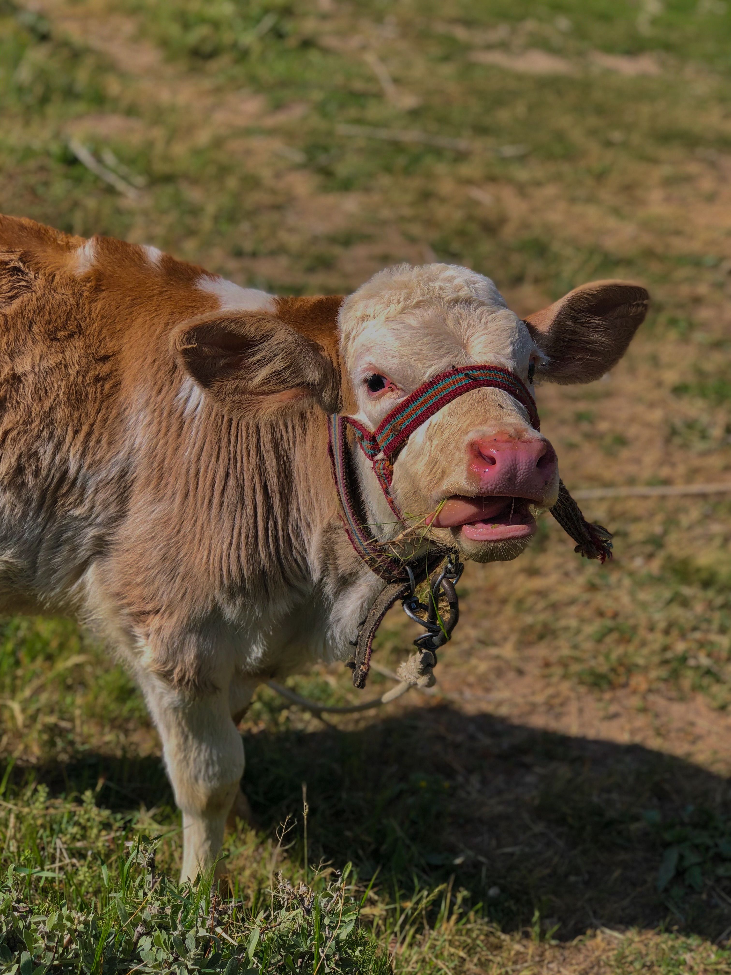 Close up of Cow · Free Stock Photo