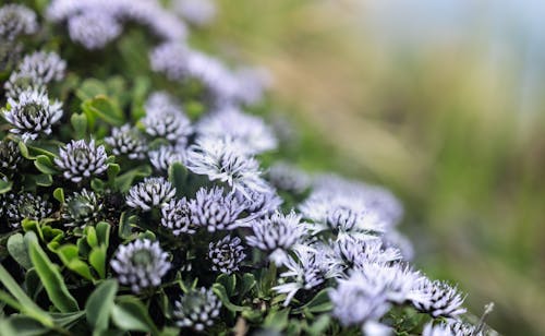 Kostnadsfri bild av äng, anläggning, blommor