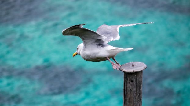 A seagull prepares to fly off a wooden post over a vibrant turquoise sea, capturing freedom and nature's beauty.