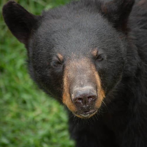Free Portrait of Black Bear Stock Photo