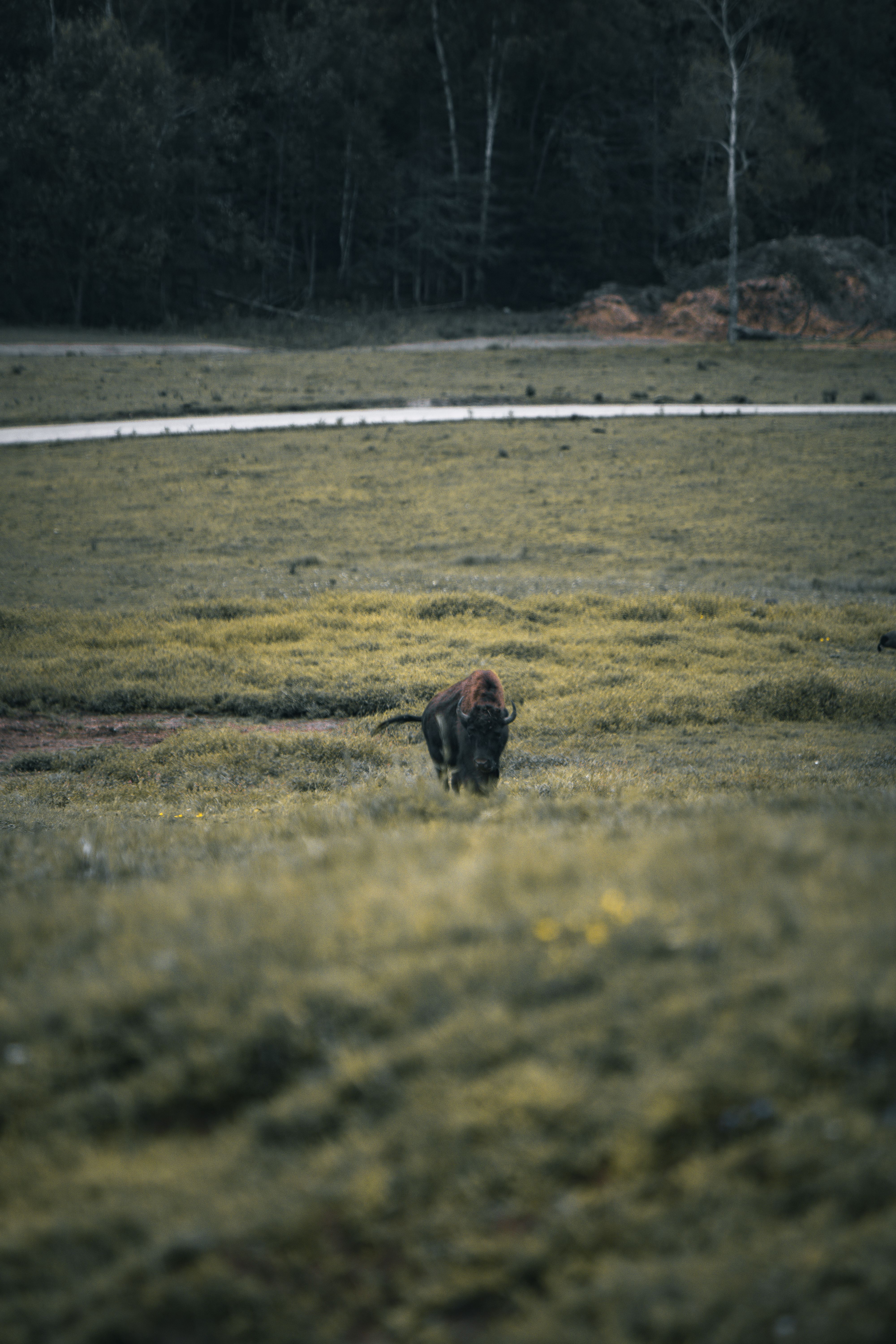 A solitary buffalo roaming the grasslands of Montreal, captured in a moody atmosphere.