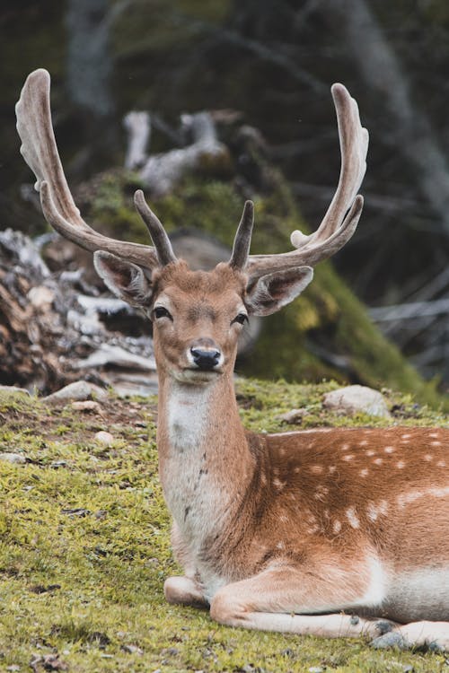 Buck with Antlers · Free Stock Photo