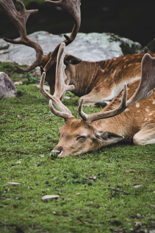 Deer Lying on the Ground