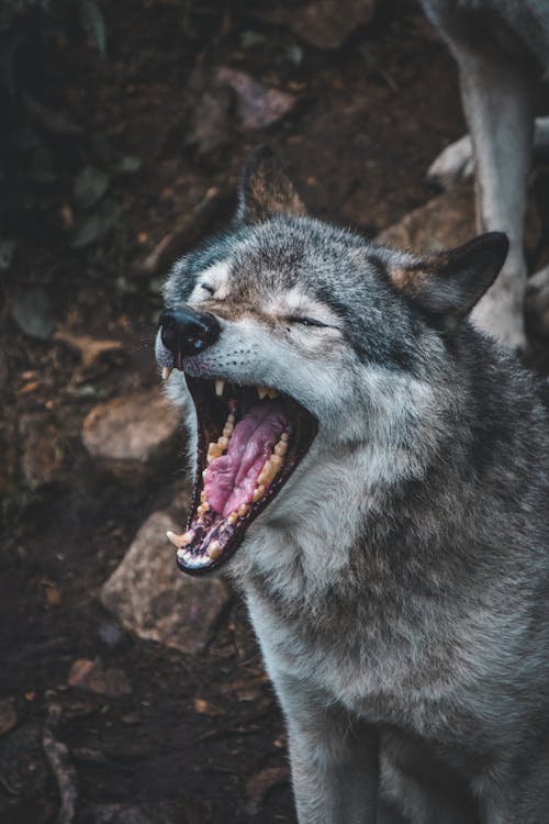 Portrait of Yawning Wolf
