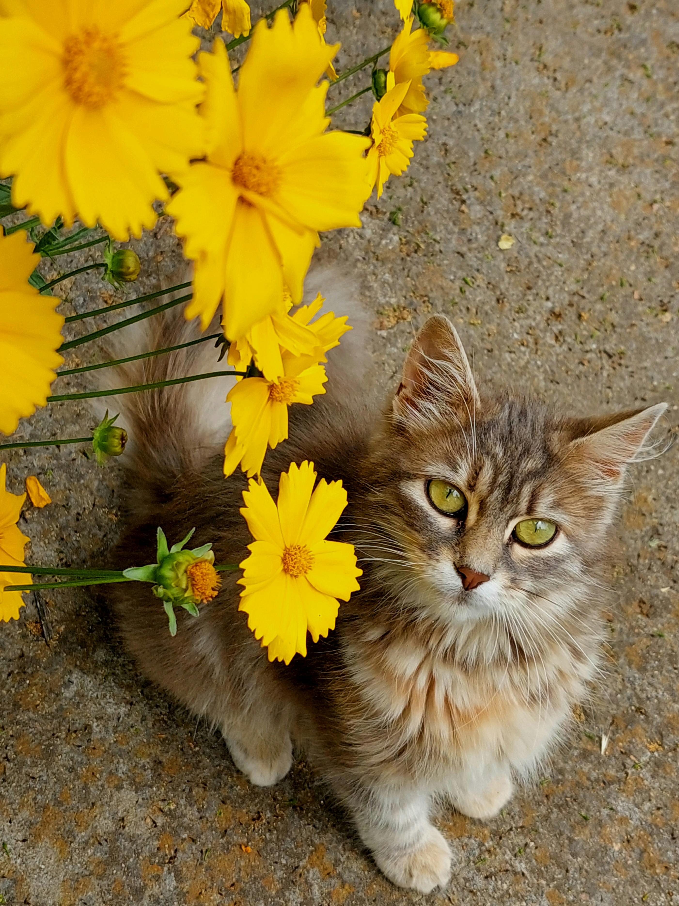 Little Cat Next to Yellow Flowers Free Stock Photo