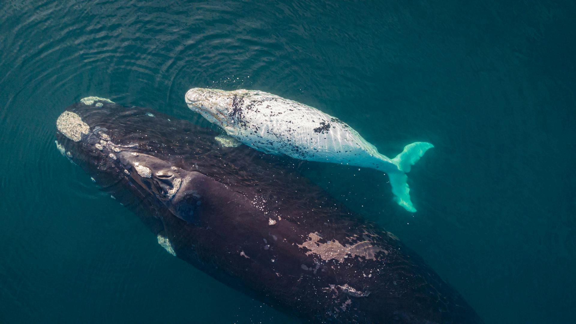 Aerial view of Southern Right Whales swimming in Puerto Madryn, Argentina.