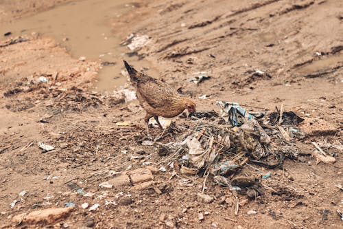 Fotos de stock gratuitas de árido, fotografía de animales, gallina