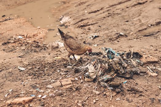 A hen scavenging through dry, litter-filled ground in Kano, Nigeria.
