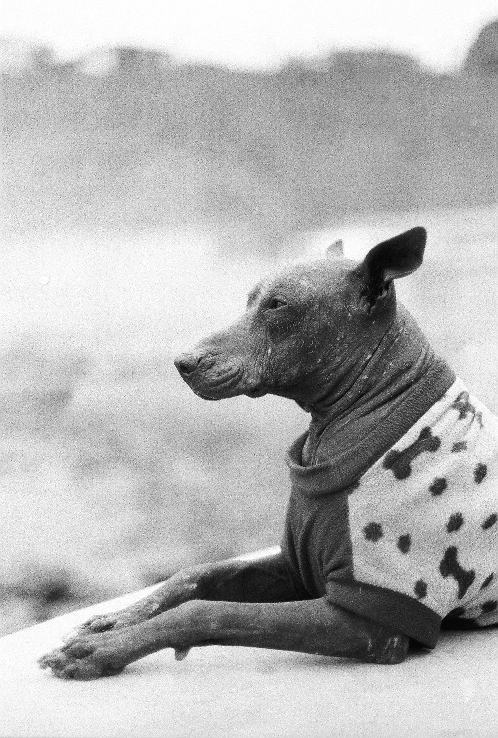 Black and white image of a Peruvian Hairless Dog wearing a sweater, lying down at a Lima beach.