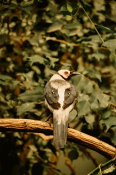 Close-up of a coleto bird with striking features perched gracefully on a branch.