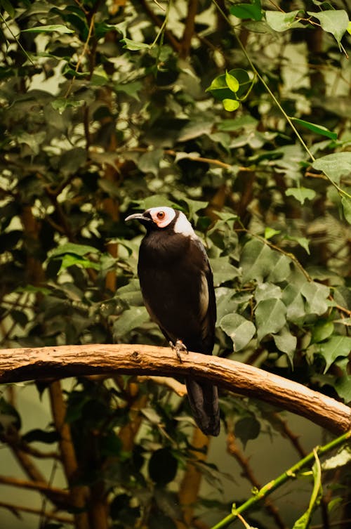 Bird Perching on Branch