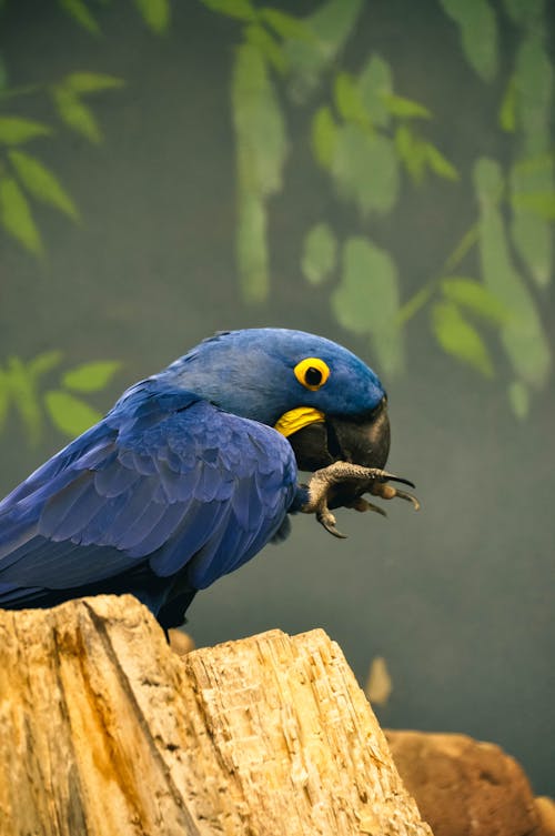 Hyacinth Macaw Parrot