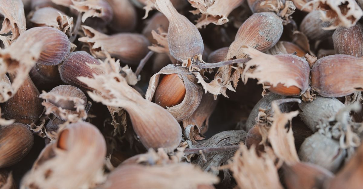 Pointy Nut Shells Nuts in Shells · Free Stock Photo