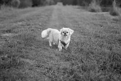 Dog on Grass in Black and White