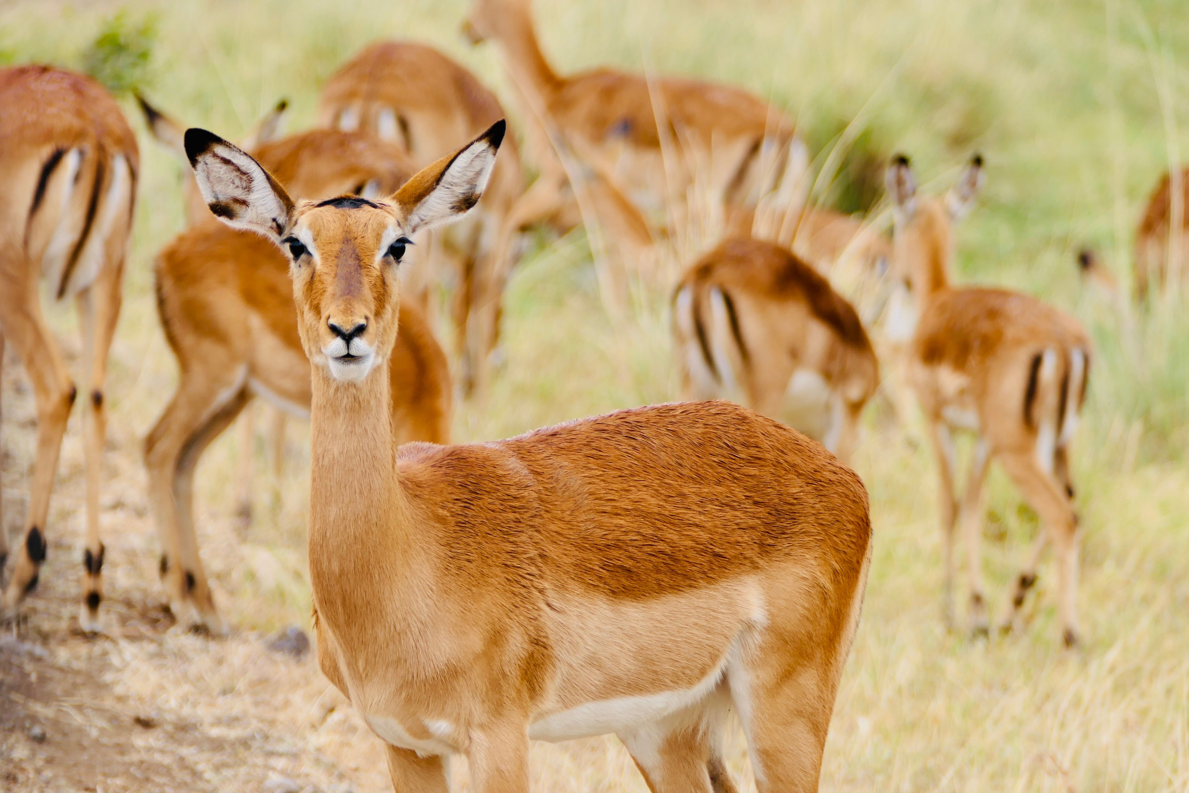 Wildlife safari in Tanzania