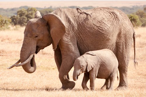 Gratis stockfoto met beesten, dieren in het wild, ivoor