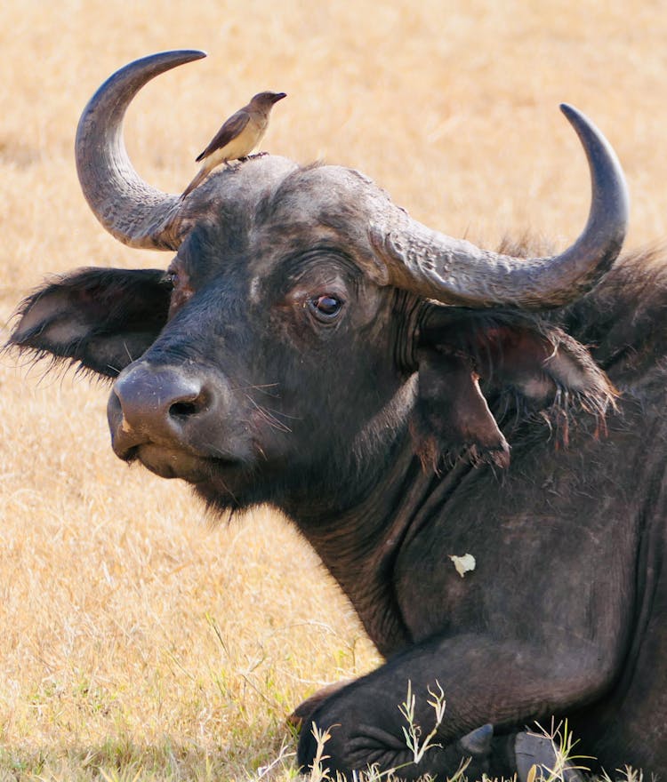 Bird On Head Of African Buffalo