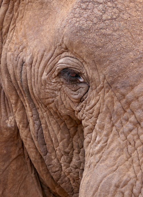 คลังภาพถ่ายฟรี ของ การถ่ายภาพสัตว์, ช้าง, ตา
